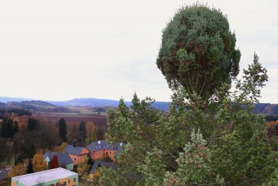 Pseudotsuga menziesii - douglaska tisolistá s čarověníkem 2021.....